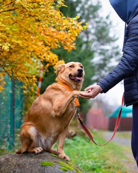Мягкая и послушная молодая собака ищет дом в Санкт-Петербурге фото 20