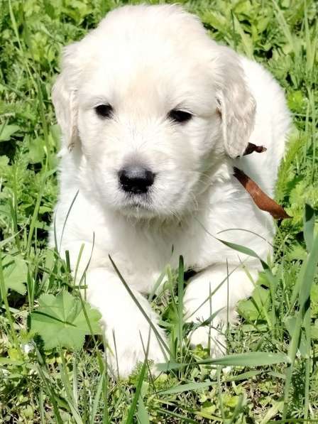 Щенки золотистого (голден)ретривера в Москве фото 4