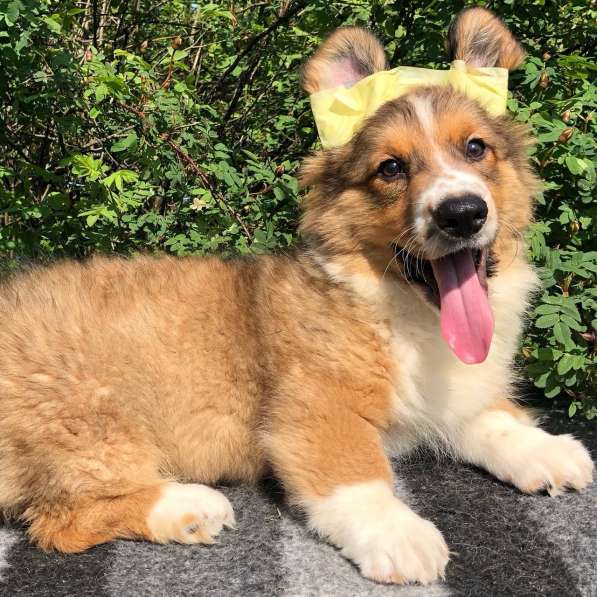 Щенки вельш корги кардиган в Санкт-Петербурге фото 3