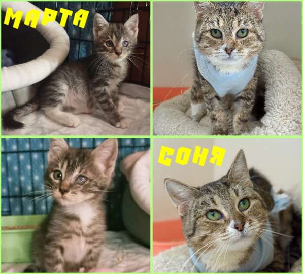Кошки МАРТА и СОНЯ даром