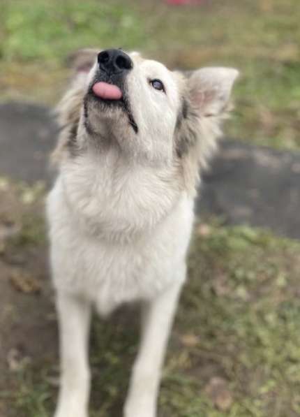 Щенок ищет дом в Нижнем Новгороде фото 3