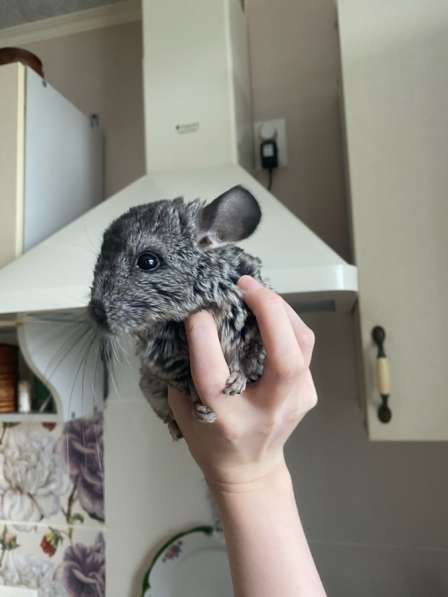 Шиншилла