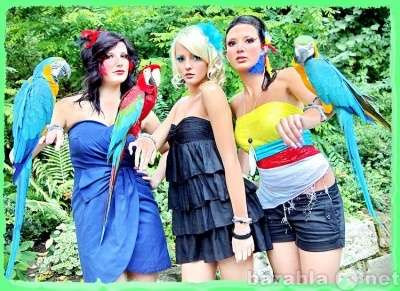 Волнистые попугаи, Неразлучники, Кореллы Москва