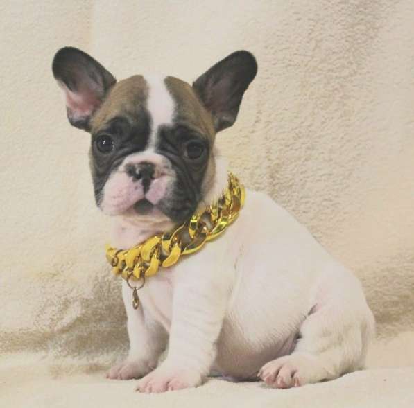 Щенки из питомника РКФ в Москве фото 4