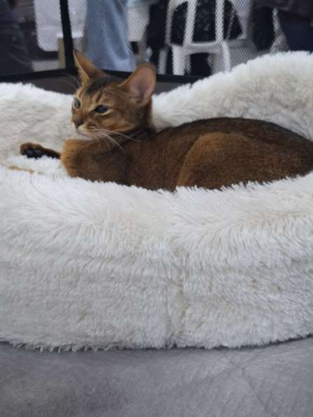 Абиссинские котята в Сочи фото 4