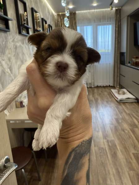 Йоркширский терьер цветной в Сургуте фото 14