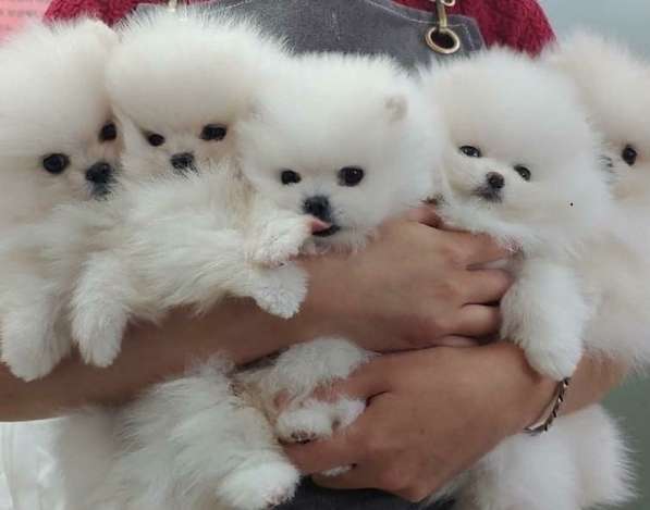 Pomeranski Mini Shpic Pomeranian Spitz Померанские Мини шпиц