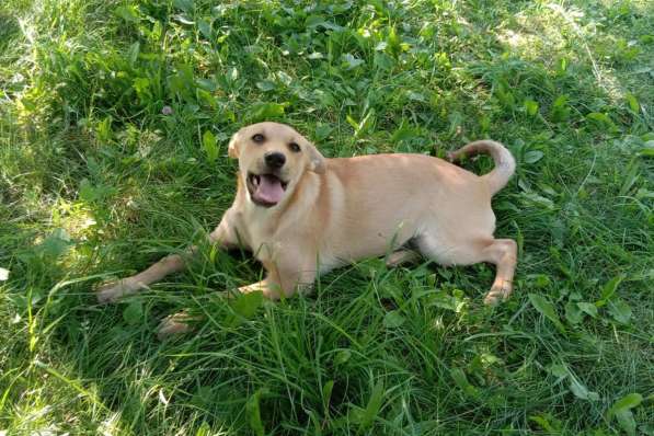 Замечательная собака-охранница Лиска в дар в фото 4