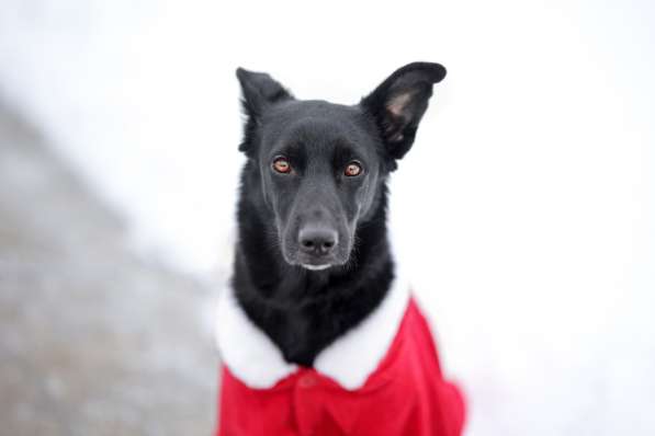Черная собачка небольшая Амели в добрые руки в Москве фото 5