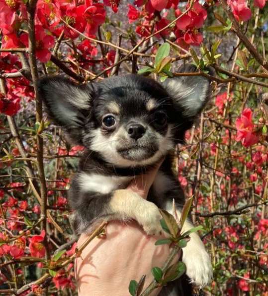 Миниатюрный щенок чихуахуа