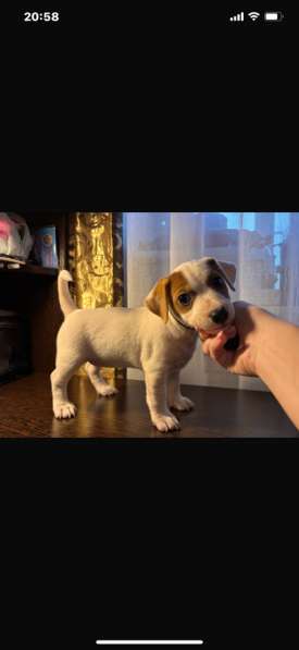 Собака в Ростове-на-Дону