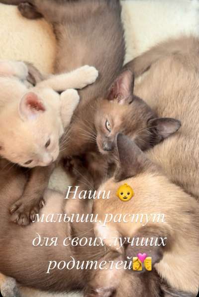 Котята Бурма в Красноярске фото 5