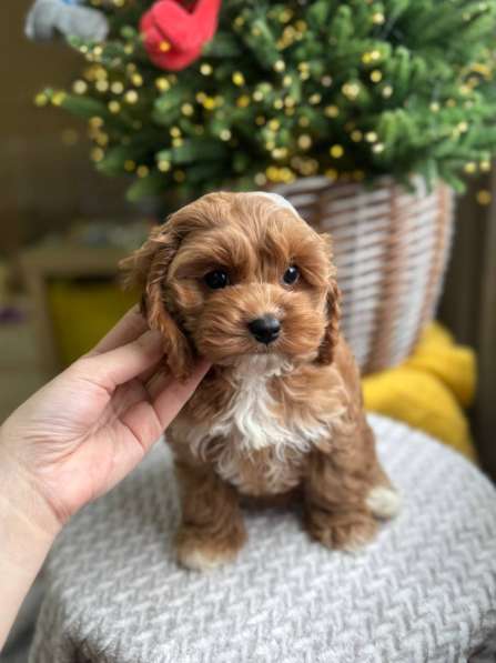 Щенки мальтипу, той-пудель, Кавапу