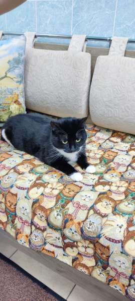 Кошечка Ромашка в добрые руки