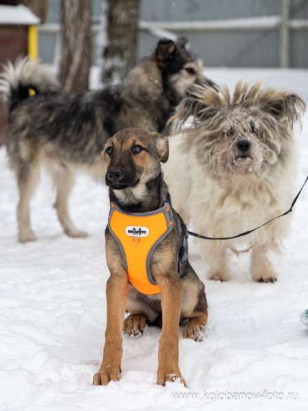 Ищем дом для маленькой Греты в Москве фото 8