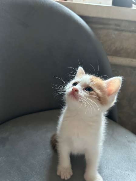 Отдам котят в Коломне