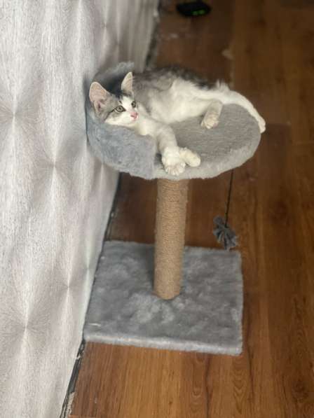 Тишка в Казани