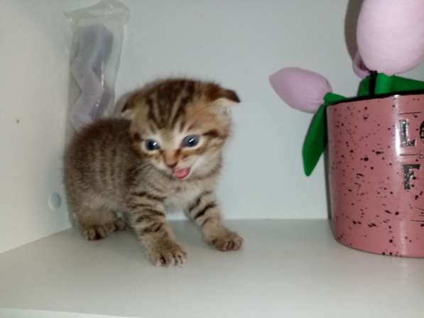 Шотландские котята в фото 4