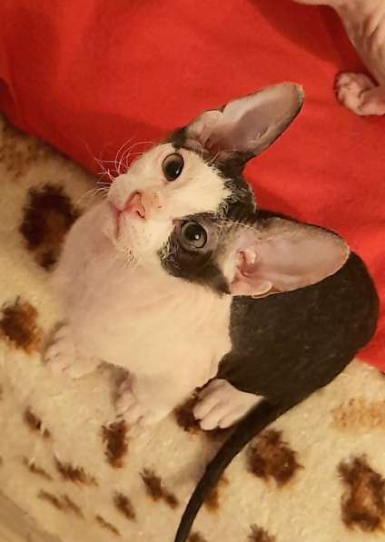 Донской сфинкс, мальчик в Санкт-Петербурге