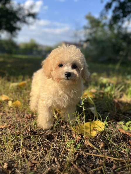 Maltipoo. Mini girl