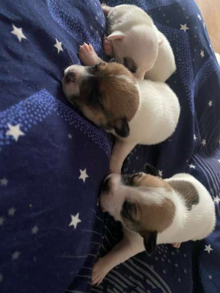 Щенки Джек-Рассел-терьера