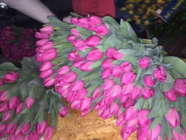 Тюльпаны оптом к 8 марта в Москве