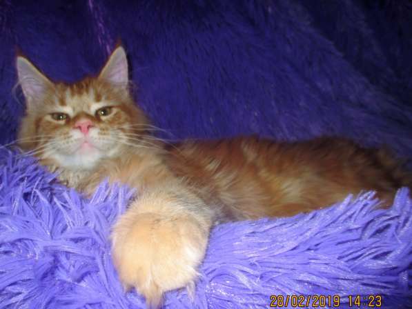 Красные мраморные котята, возможно в разведение в Перми фото 3
