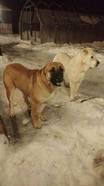 Щенки Среднеазиатской овчарки