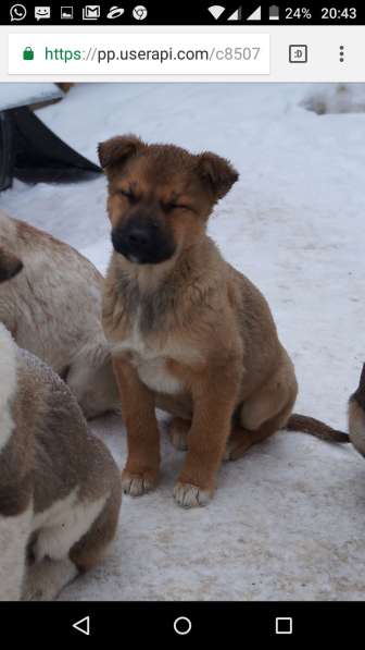 Я щенок и ищу дом! в Воскресенске фото 12