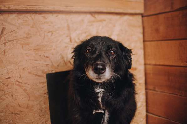 Весёлая, ласковая Чукча ищет семью в Москве фото 32