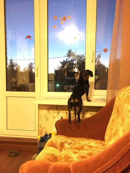 Щенок кроличьей таксы 8-и месяцев. Девочка в Санкт-Петербурге