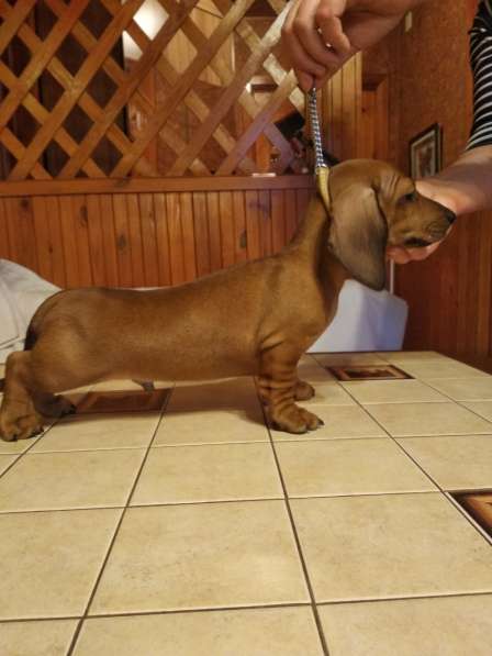 Щенки карликовой таксы в фото 6