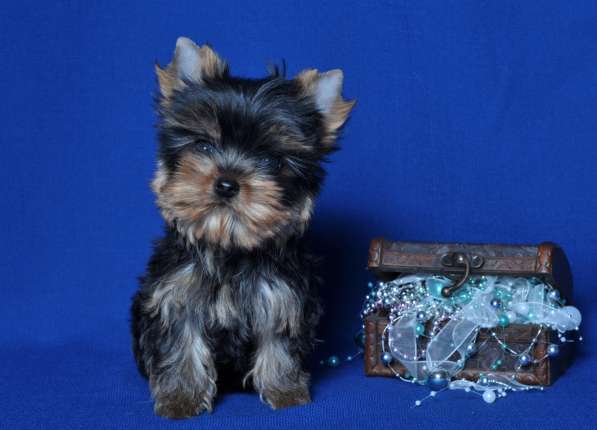 Щенки Йоркширского о терьера. Мини мальчик в Москве фото 11