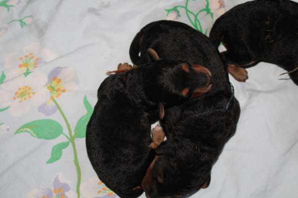 Щенки Эрдельтерьера в питомнике в Тюмени фото 18