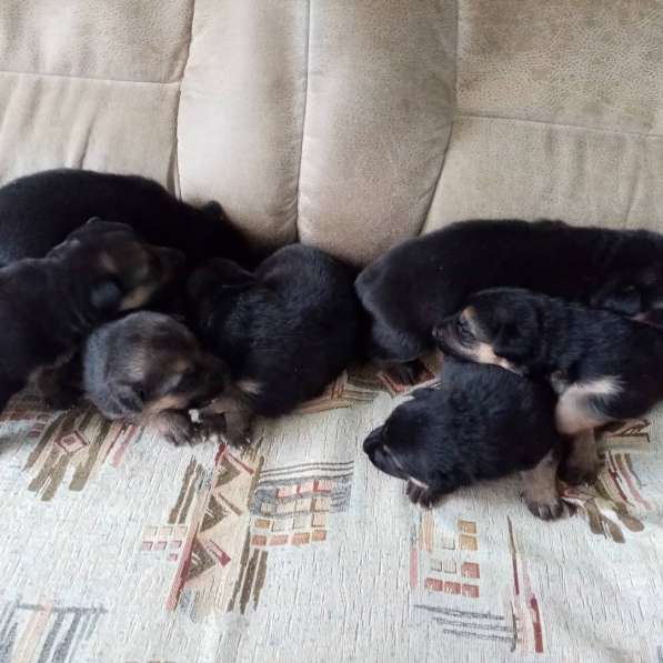 Продам щенков овчарки в Егорлыкской фото 4