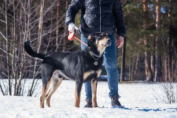 Спокойный, ласковый пёс Кир в добрые руки в Москве