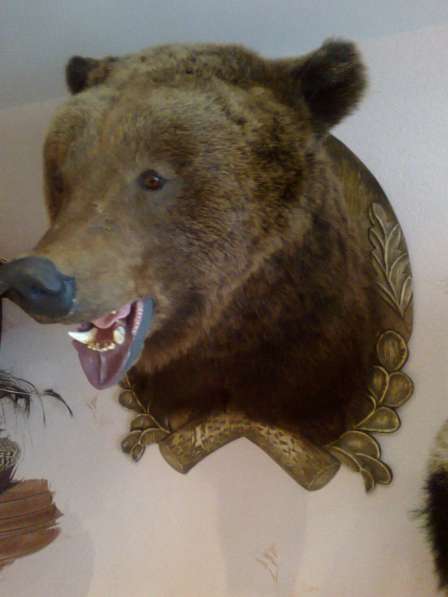 Продаю чучело головы медведя