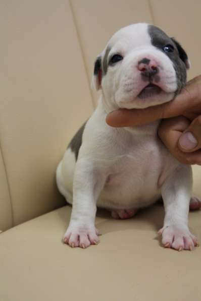 Крутые щенки амстаффа от чемпиона в фото 11