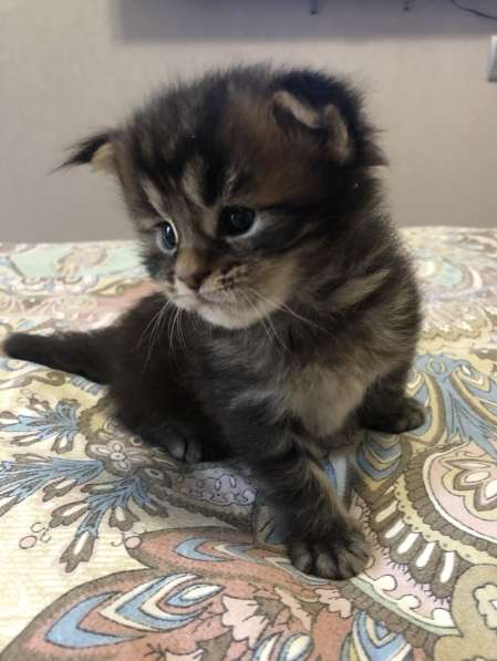 Котята мейн-кун в Новосибирске фото 14