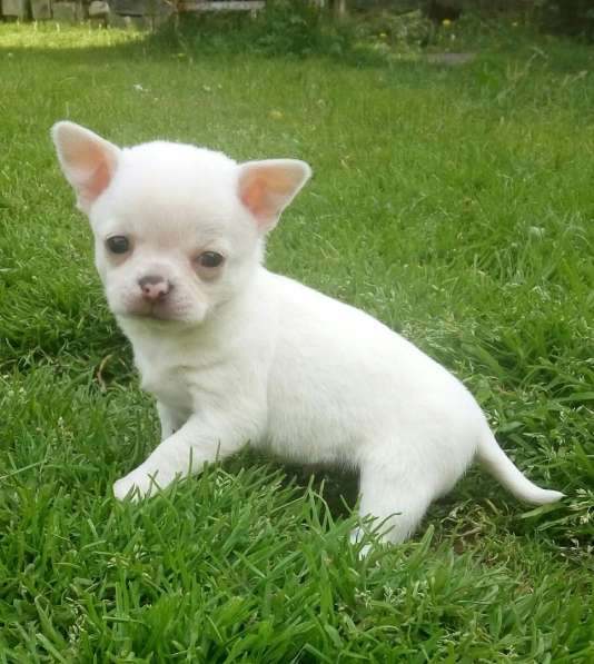 Чихуахуа мужички