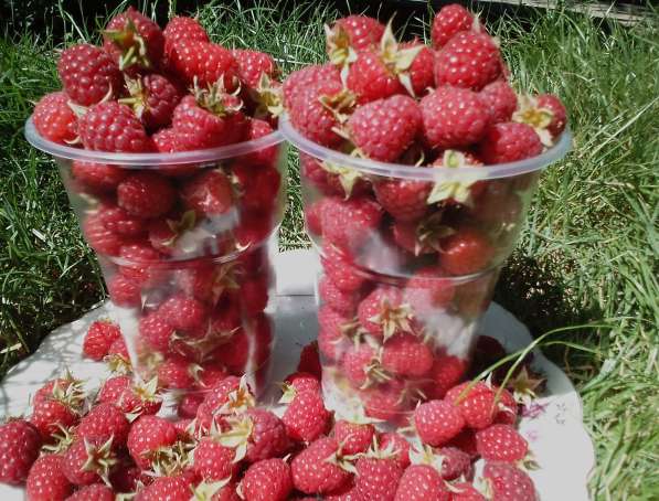 Продам вишню Московскую раннюю свежие ягоды в Луганске в 