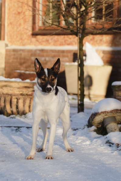 Очаровательная красотка Мия ждёт свою семью! в Москве
