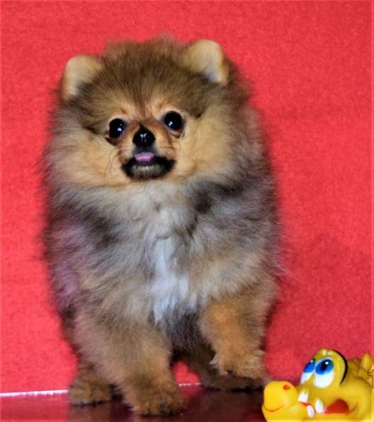 Супер мини лизунчик в Одинцово фото 5