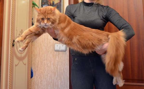 Котята мейн кун