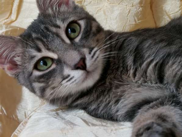 Котик в дар в Москве