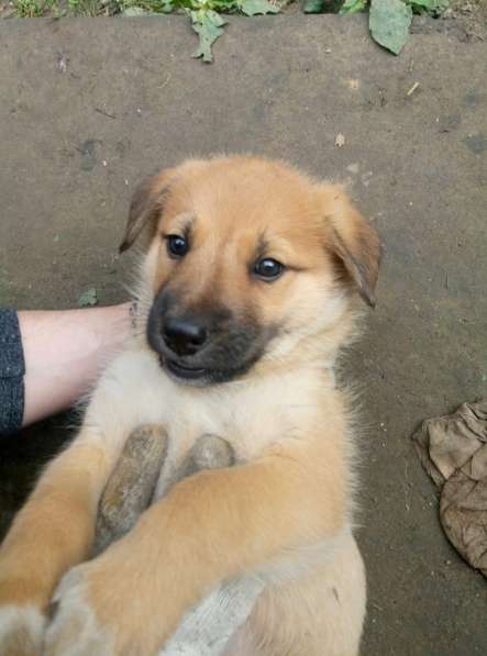 Замечательные щенки в добрые руки в Химках фото 14