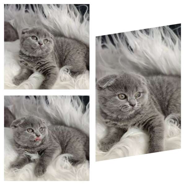 Шотландские котята в фото 3