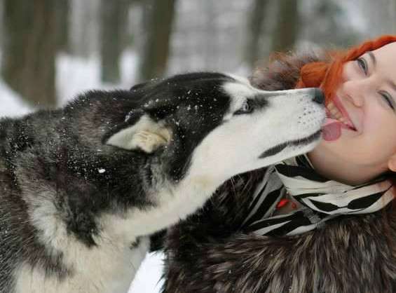 Хаски вязка и щенки на продажу