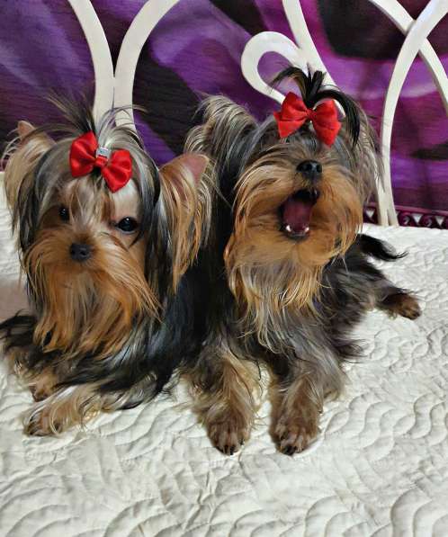 ЙОРШИРЯТА РКФ ПОДРОЩЕННЫЕ в Москве