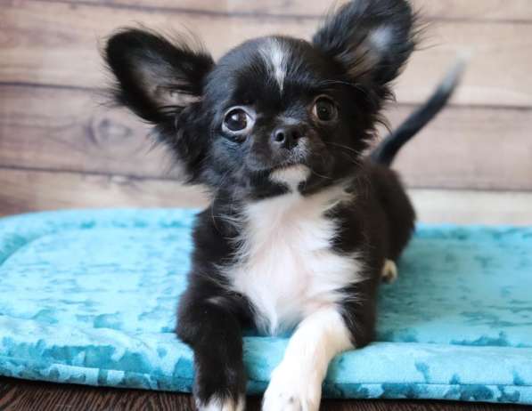 Чихуахуа щенки в Москве фото 6